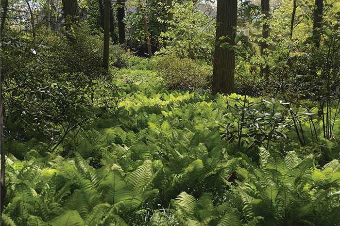 Bareroot Plants