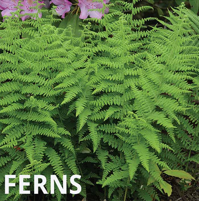 Bareroot Ferns