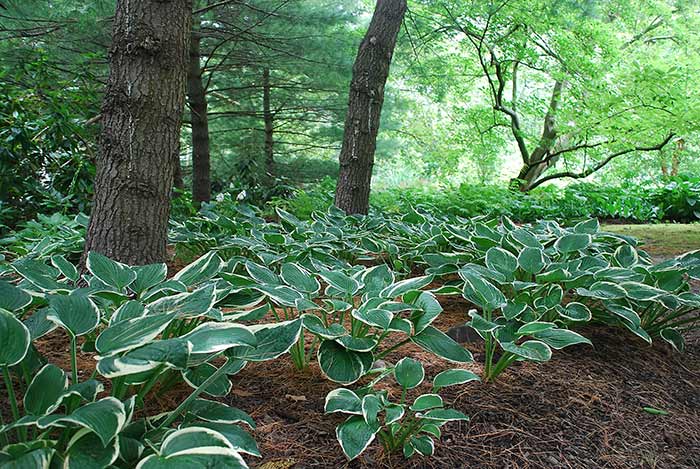 Gary's Wholesale Perennials