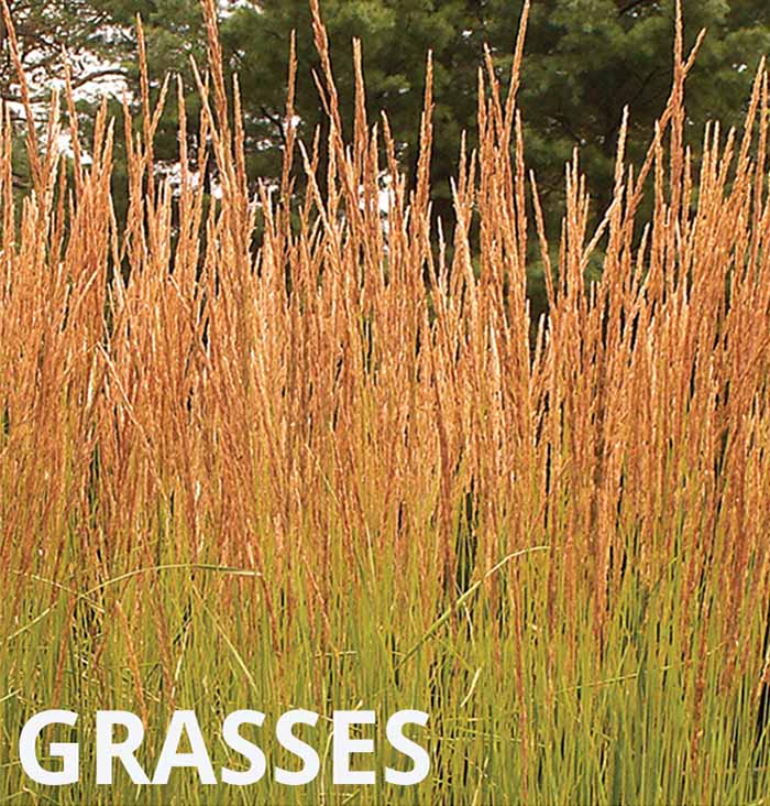 Bareroot Grasses