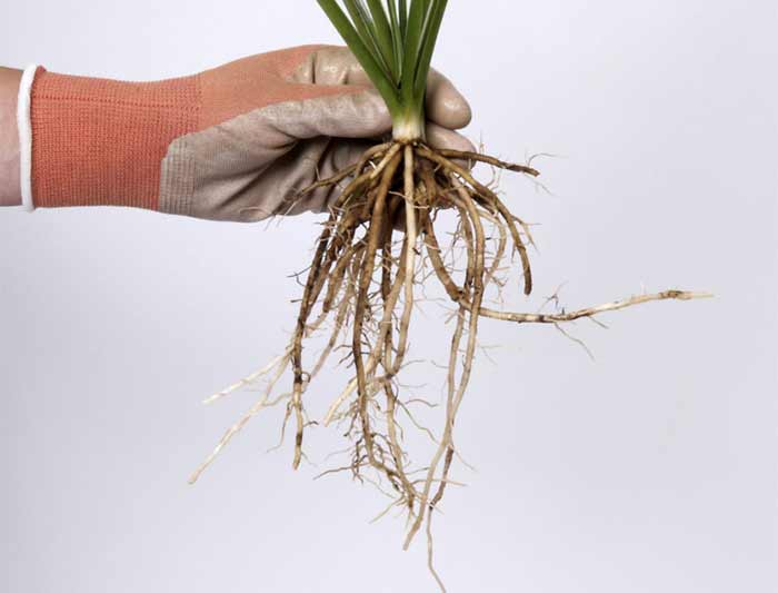 Hosta Bareroot