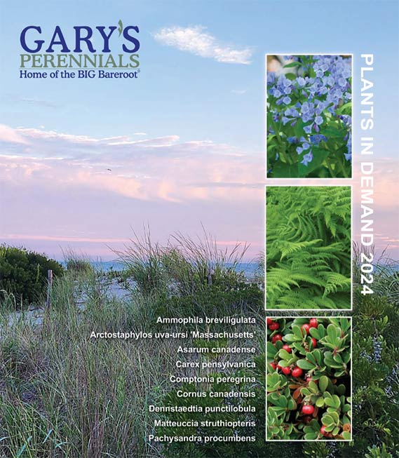 Wholesale Bareroot Ferns, Grasses, Perennials