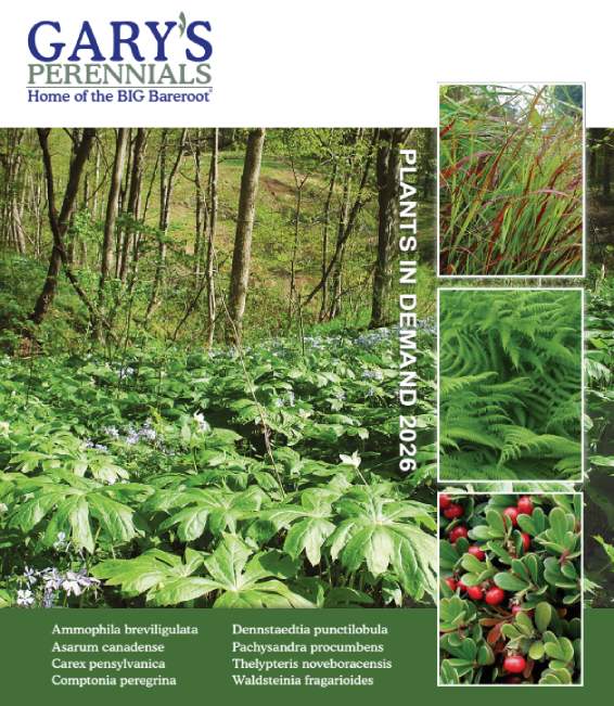 Perennial Catalog