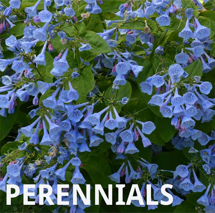 Bareroot Perennials