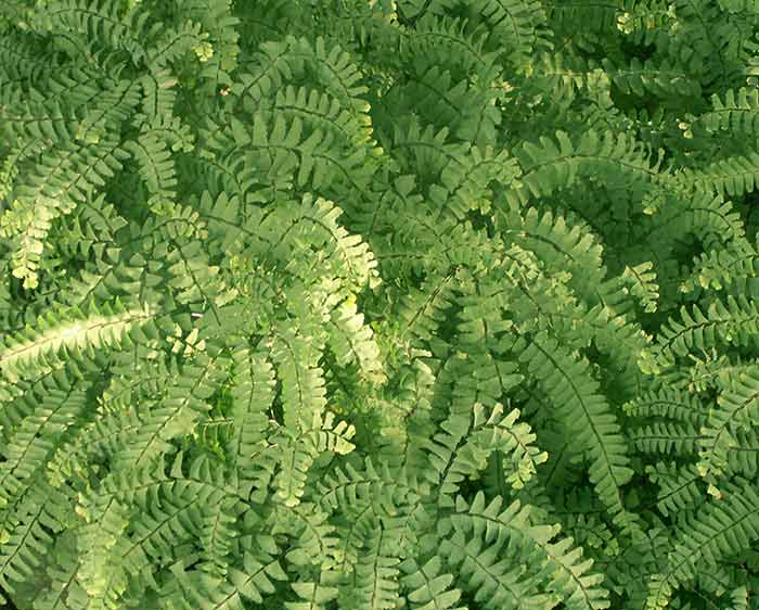 Adiantum pedatum