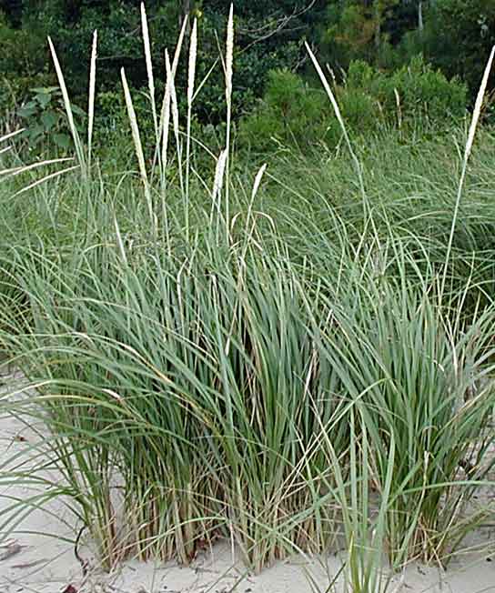 Carex Pennsylvanica, Pennsylvania Sedge