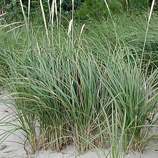 Ammophila breviligulata