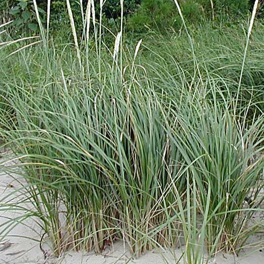 Carex pensylvanica, Pennsylvania Sedge