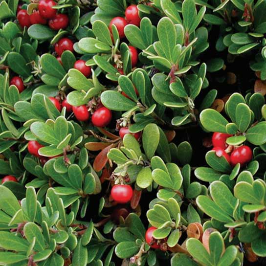 Arctostaphylos uva-ursi