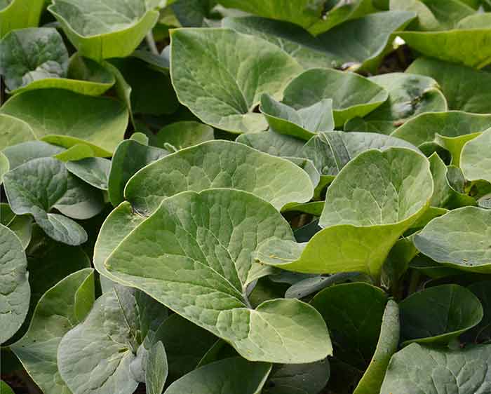 Asarum canadense