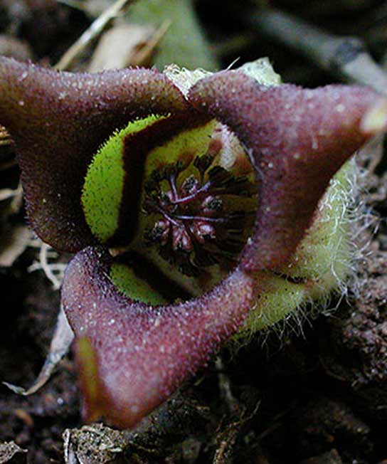 Asarum canadense, Wild Ginger