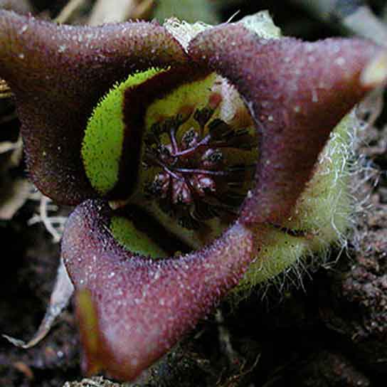 Asarum canadense, Wild Ginger