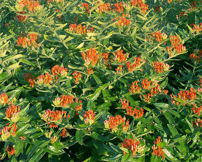 Asclepias tuberosa