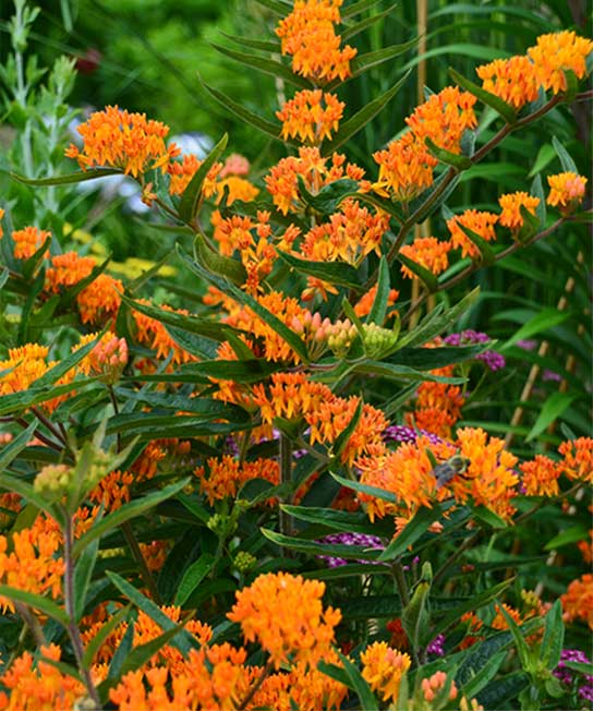 Asclepias tuberosa, Blazing Star