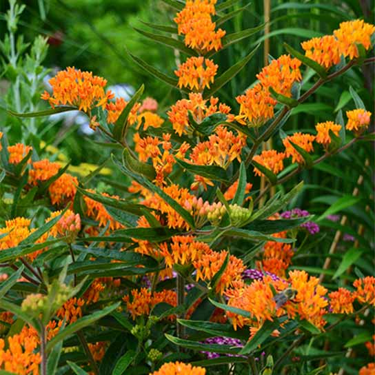 Asclepias tuberosa, Butterfly Weed
