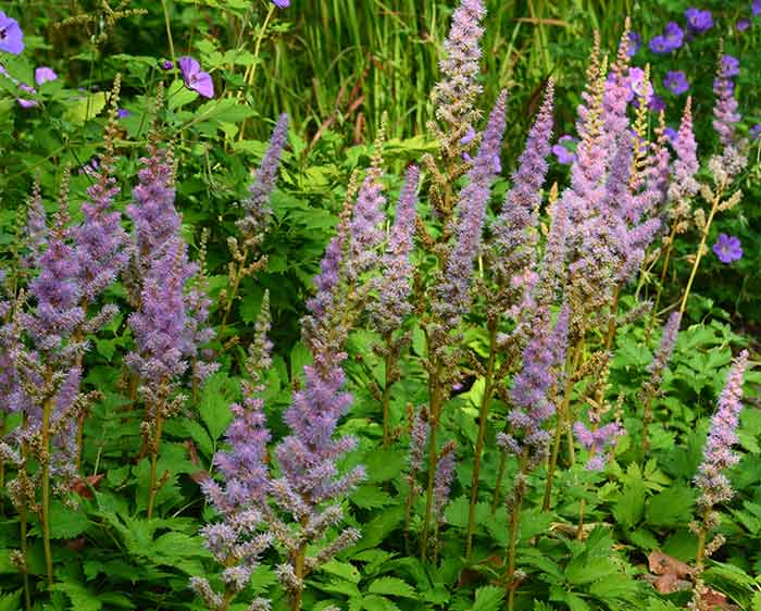 Astilbe chinensis 'Pumila'