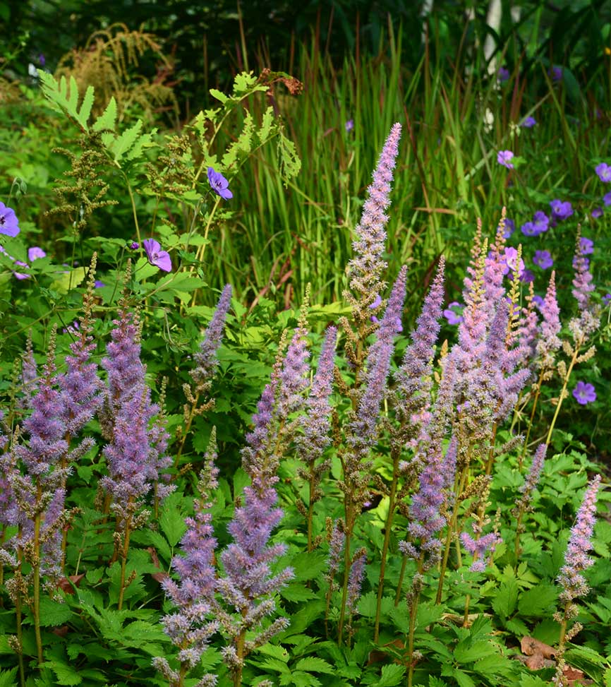 Astilbe chinensis 'Pumila', Wild Ginger