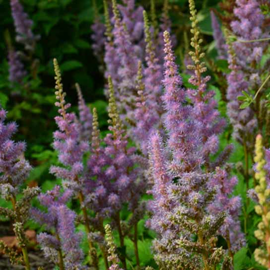 Astilbe chinensis Pumila