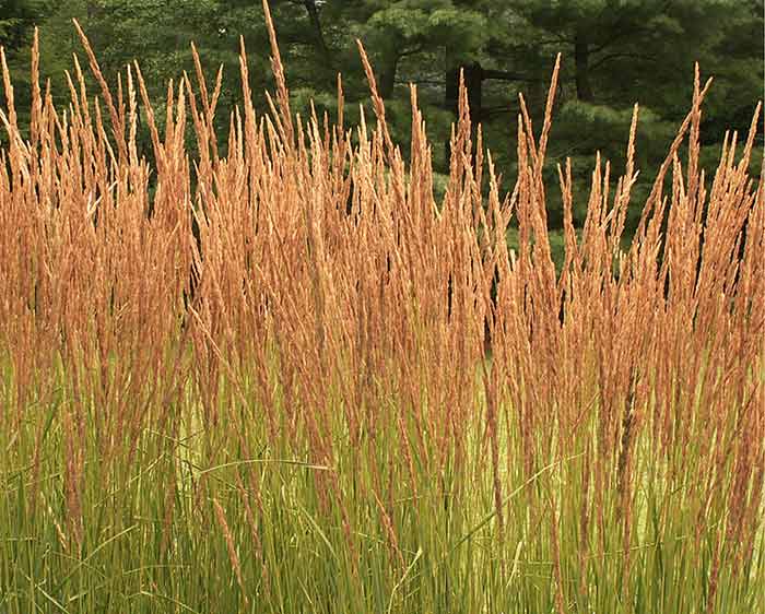 Calamagrostis x acutiflora