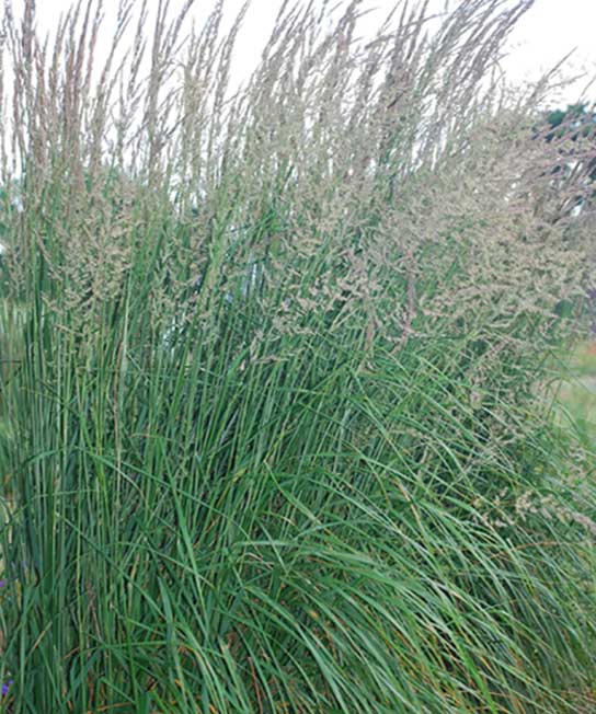 Carex Pennsylvanica, Pennsylvania Sedge