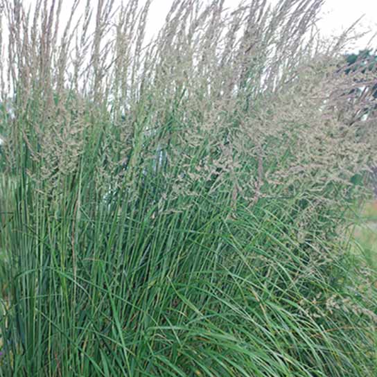 Calamagrostis x acutiflora, Karl Foerster