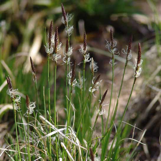 Carex pensylvanica, Pennsylvania Sedge