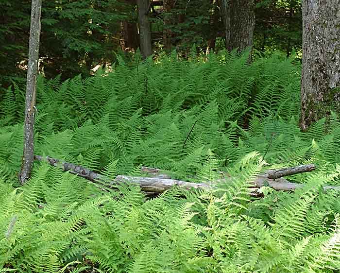 Dennstaedtia punctilobula