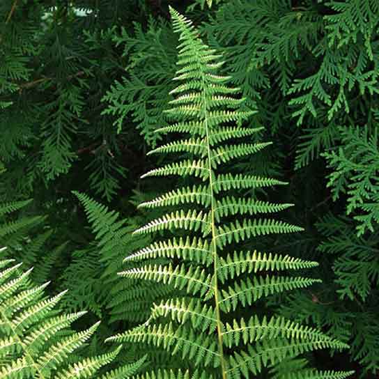 Dennstaedtia punctilobula, Hayscented Fern