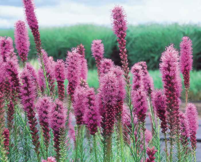 Liatris spicata