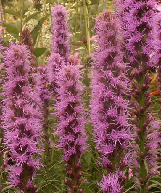 Liatris spicata, Blazing Star