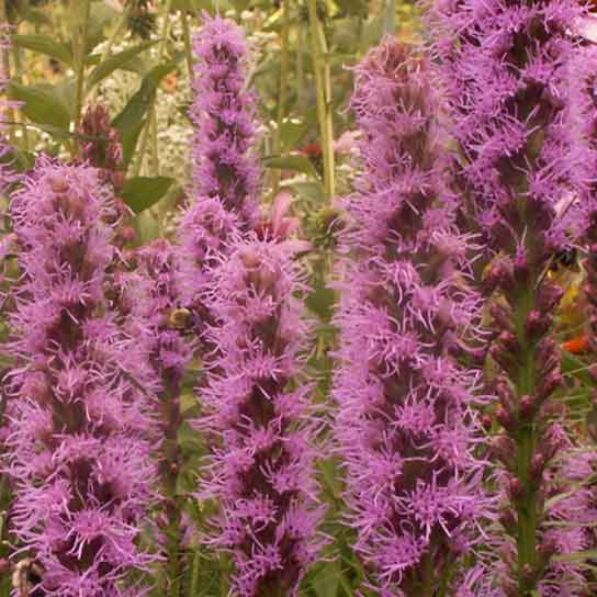 Liatris spicata, Blazing Star