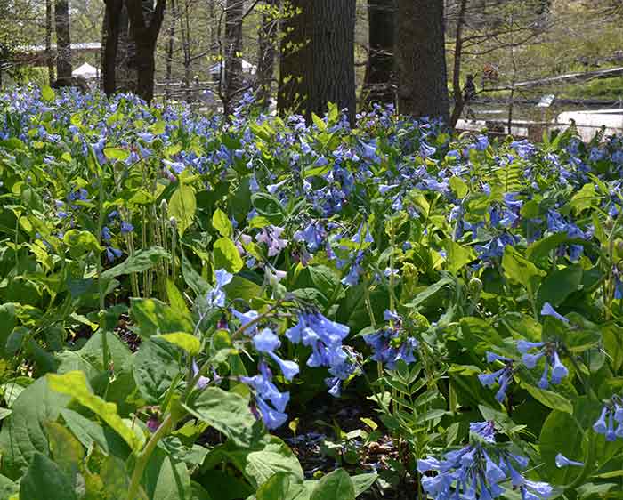 Mertensia virginica