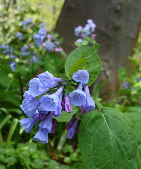 Mertensia virginica, Virginia Bluebells