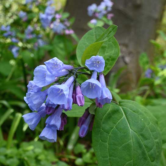 Mertensia virginica, Virginia Bluebells