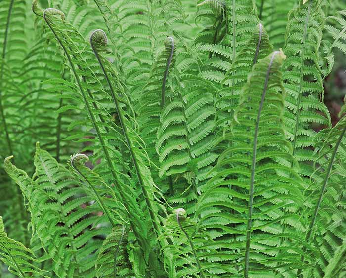 Osmunda cinnamomea