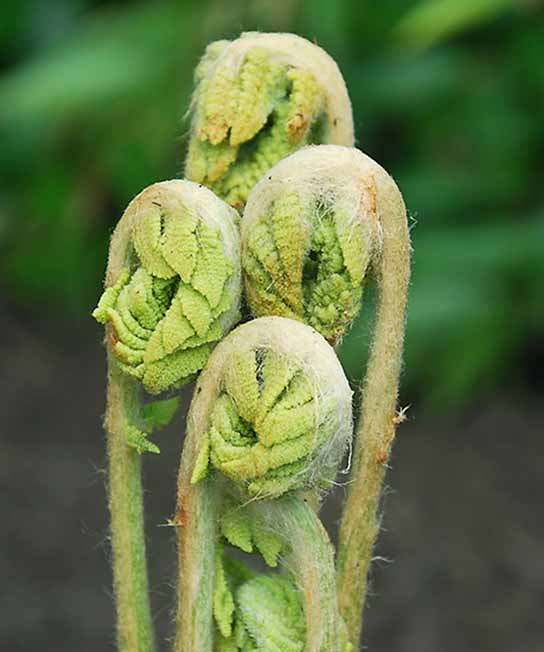 Osmunda cinnamomea