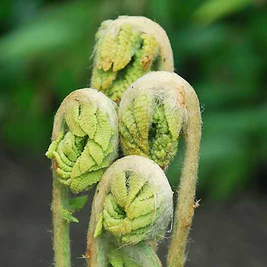 Osmunda cinnamomea, Cinnamon Fern