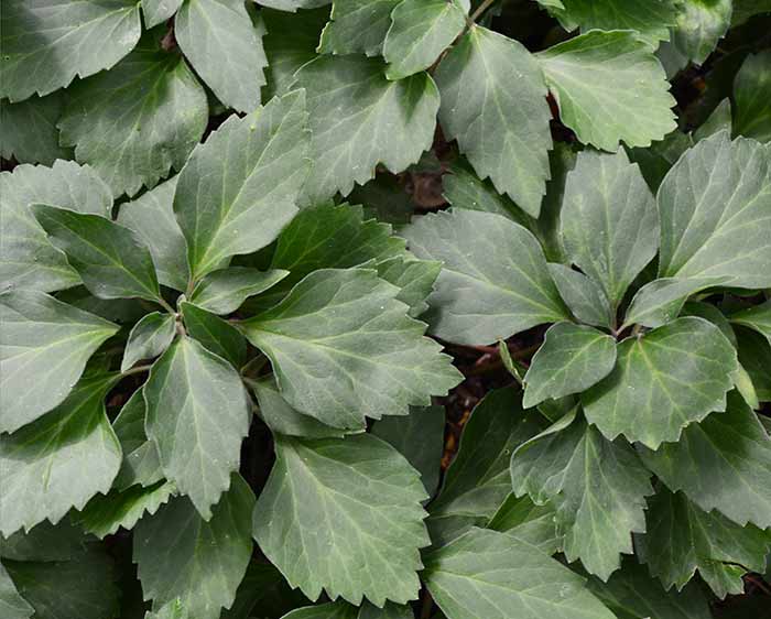 Pachysandra procumbens