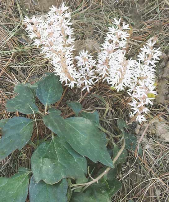 Pachysandra procumbens, Allegheny Spurge