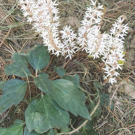 Pachysandra procumbens, Allegheny Spurge